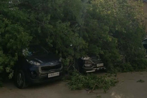 Во дворе на улице Пушкина дерево упало на припаркованные автомобили