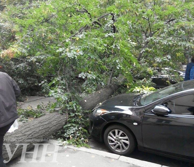 В Киеве упавшее дерево разбило машины