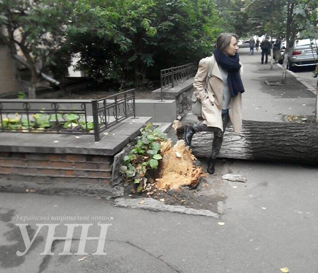 В Киеве на улице Станиславского, 3, во дворе дома рухнуло дерево, задев и повредив при этом несколько автомобилей,  передает УНН.  По словам очевидцев, в результате обрушения дерева люди не пострадали.