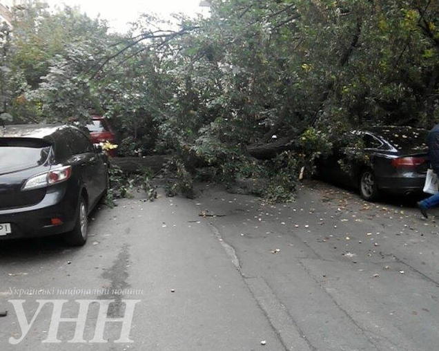 В Киеве упавшее дерево разбило машины