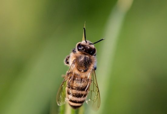 России грозит голод: массовое вымирание пчел ужаснуло экспертов