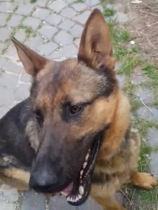 Италия оплакивает знаменитую собаку-спасателя: Каоса подло отравили