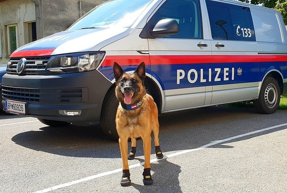 Полицейские собаки в Вене в жару носят кеды. Фото: LPD Wien/ТАСС