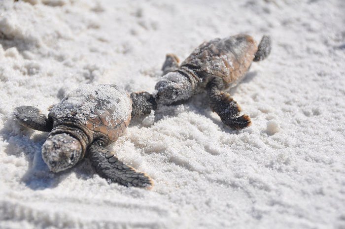 Долгожданное возвращение черепах после глобальной чистки индийского побережья ?
