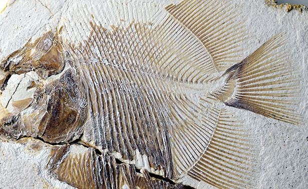 Пиранья юрской эпохи — самая ранняя в мире плотоядная рыба