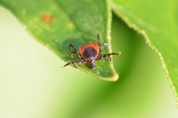 Ученые выяснили, почему насекомых-вредителей почти невозможно уничтожить. 393979.jpeg