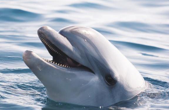 В Чёрном море посчитали дельфинов