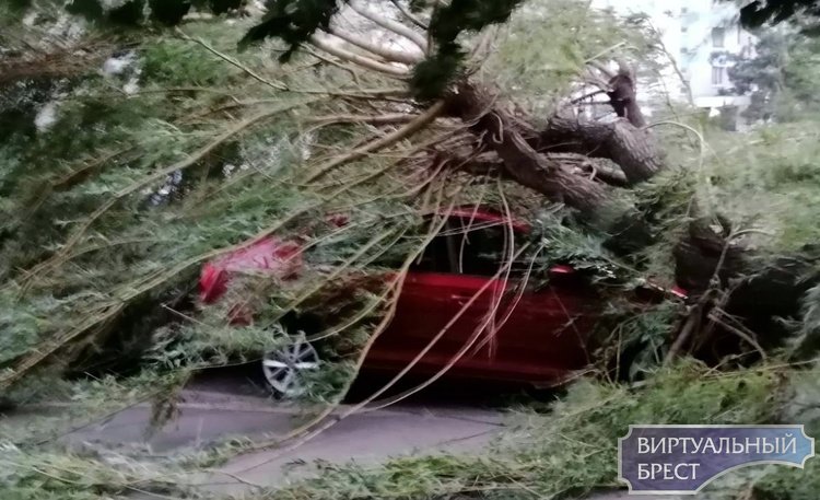 На ул. Луцкой дерево рухнуло на автомобили и лавочку у подъезда