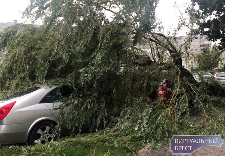 На ул. Луцкой дерево рухнуло на автомобили и лавочку у подъезда