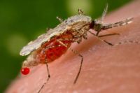В Харьков завезли малярию: диагноз подтвердили у 22-летнего студента