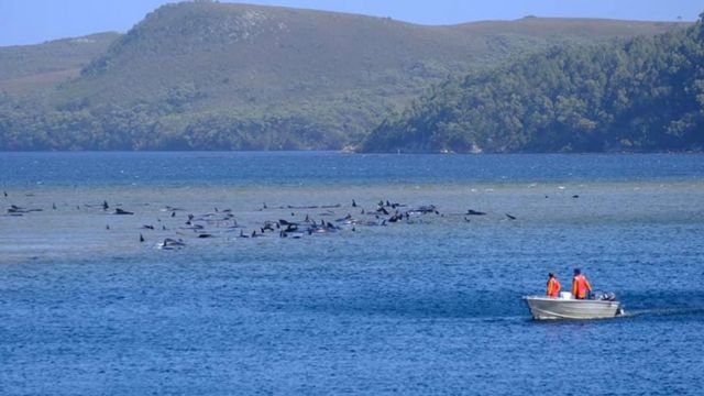 Observers in a small boat watch a pod of pilot whales stuck on sandbars off Macquarie Heads in Tasmania