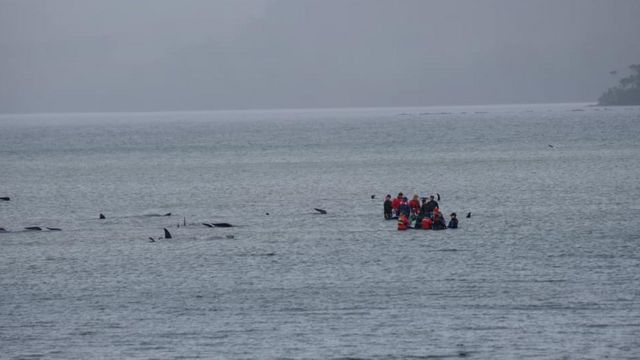 Crews assisting the stranded whales