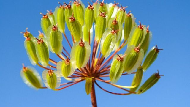 Смертноносная ворсинчатая морковь Thapsia villosa