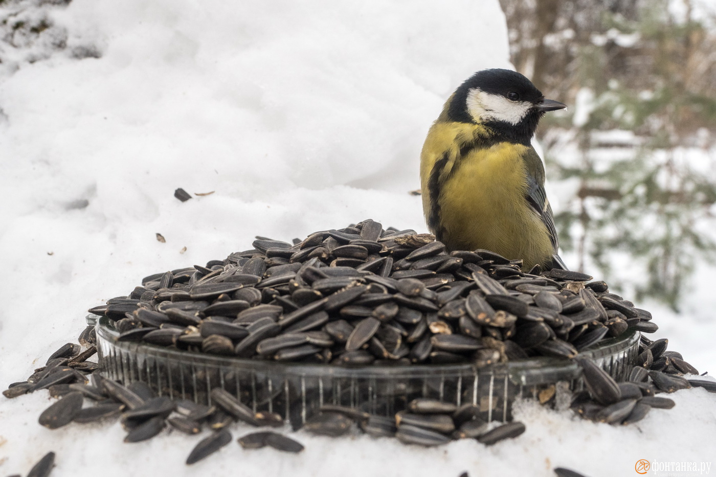 Подкармливание птиц зимой