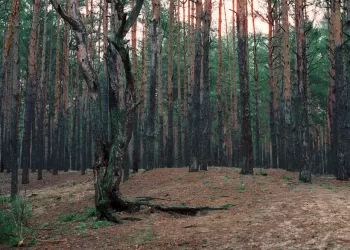 v kievskoj oblasti vernuli gosudarstvu pochti 100 ga lesa.jpeg