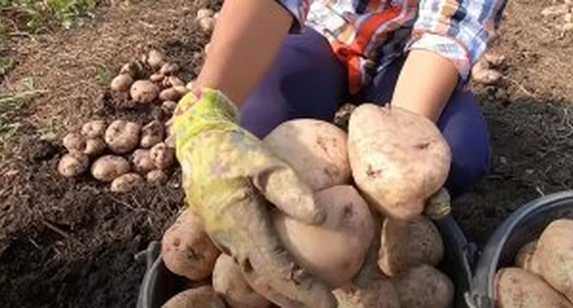 kak pravilno sadit kartoshku poleznye lajfhaki o kotoryh malo kto.jpg