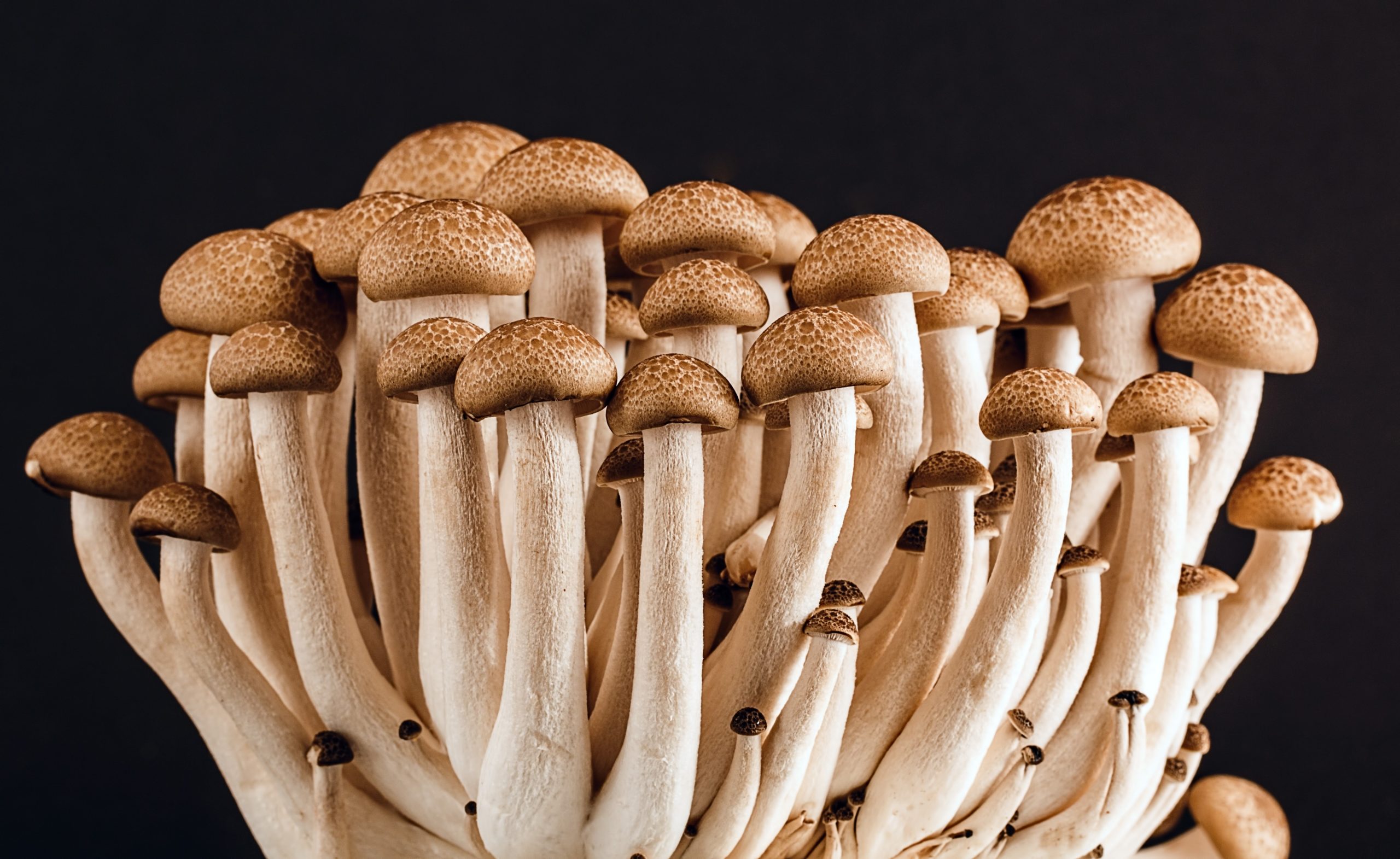 Button mushrooms growing agains a black background