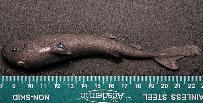 Биологи нашли самую маленькую акулу в мире — Рамблер/новости